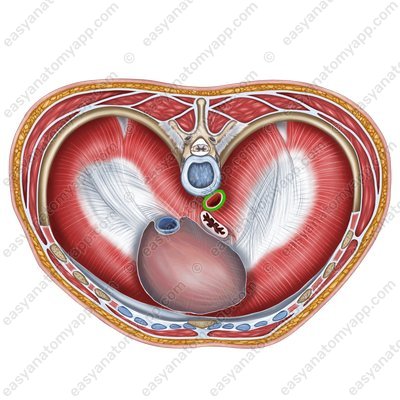 Аортальное отверстие (hiatus aorticus) – вид сверху